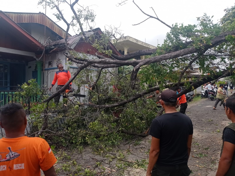 Pohon Asam Jao Tumbang dan Menghambat Akses Jalan Masyarakat