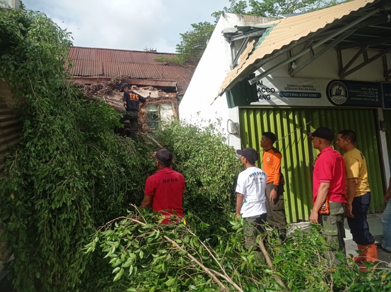 2 Titik Lokasi Pohon Tumbang di Kota Padang Akibat Hujan dan Angin Kencang