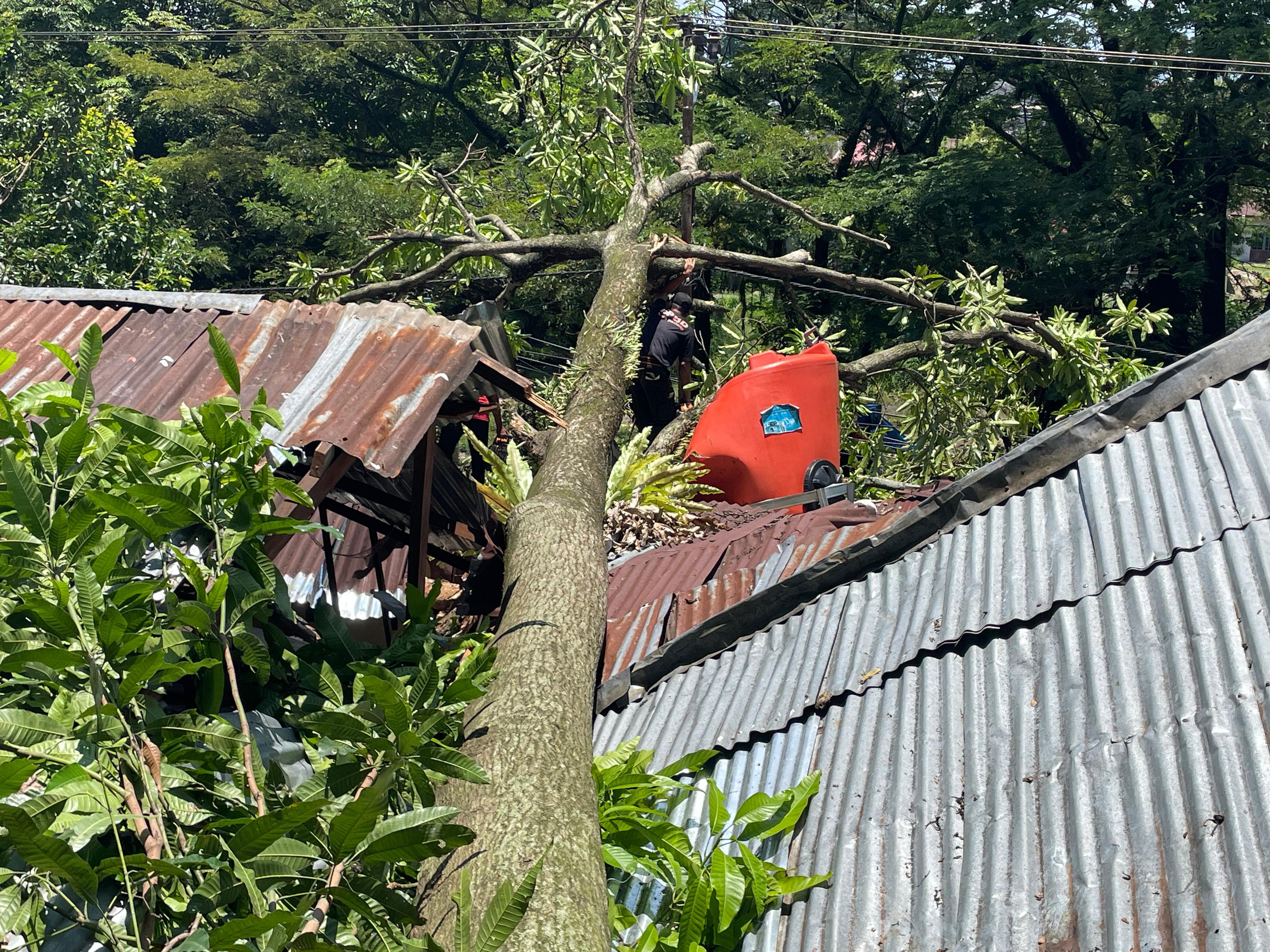 Pohon Tumbang Timpa Rumah Warga di Mata Air BPBD Kota Padang Lakukan Penanganan