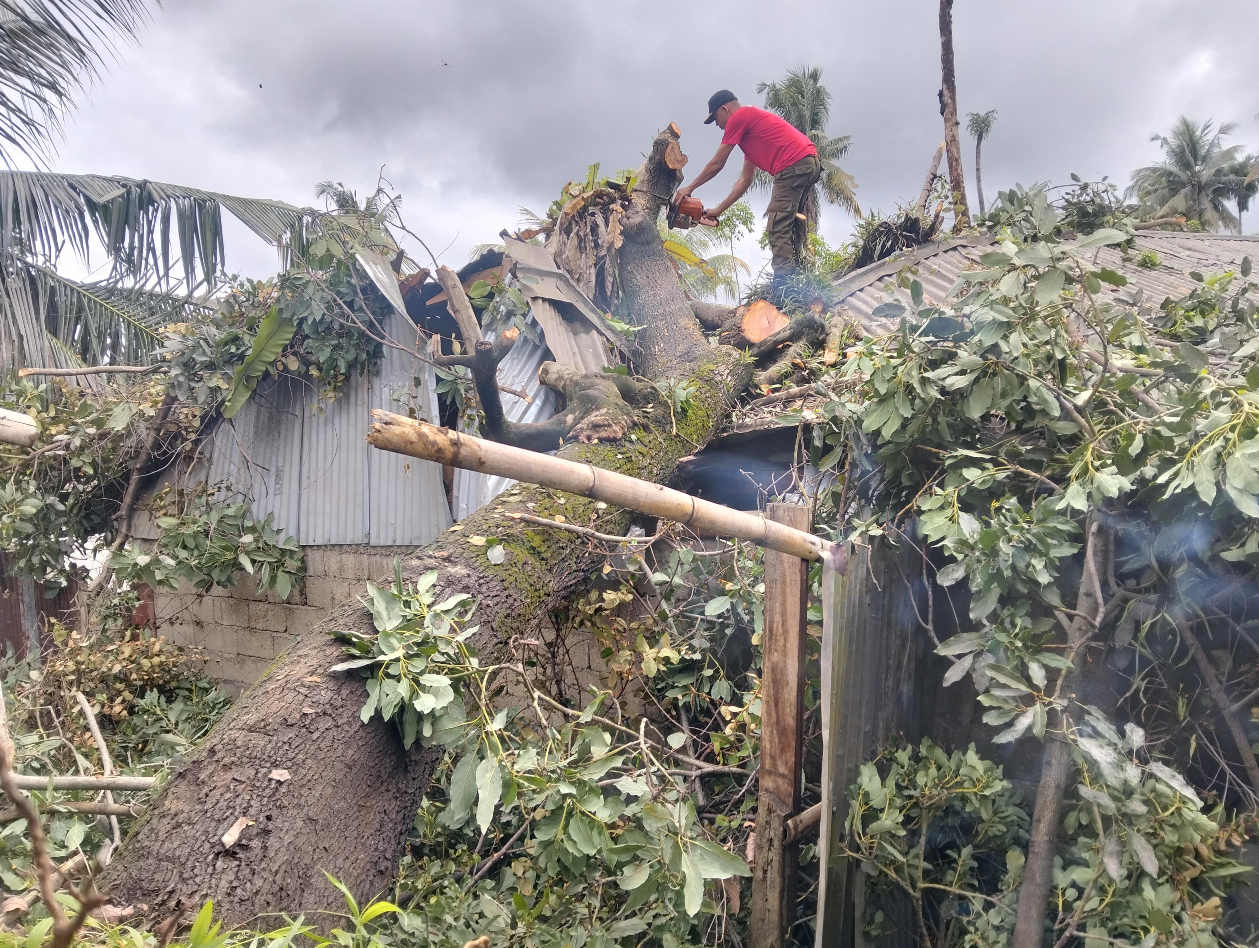 Dua Pohon Tumbang Akibat Hujan dan Angin Kencang di Kota Padang Berhasil Ditangani BPBD
