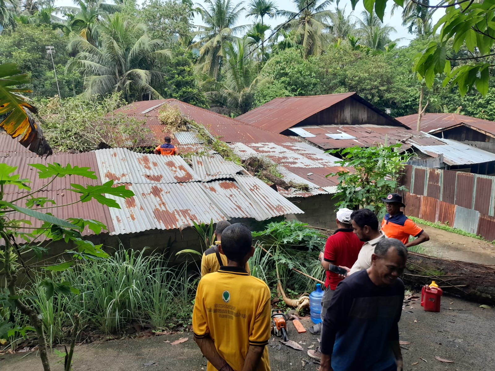 Pohon Durian Tumbang Timpa Rumah Warga di Koto Lalang