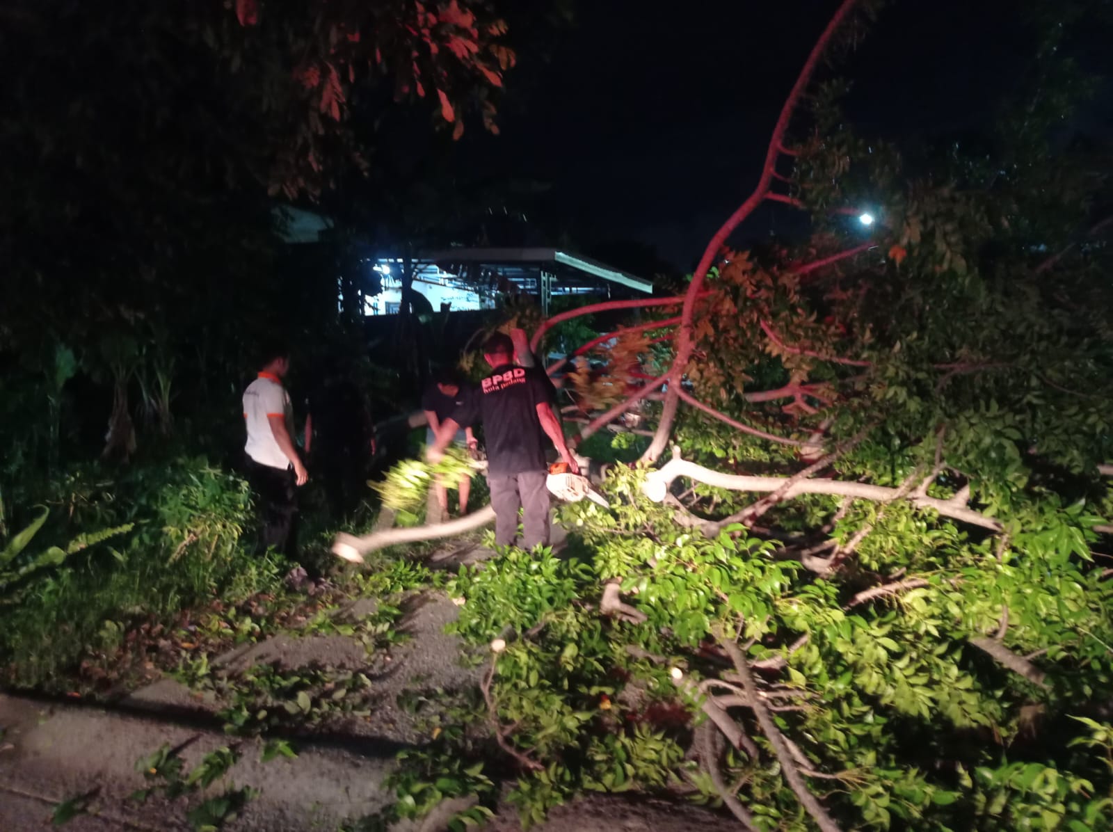 Pohon Kedondong Tumbang Hambat Akses Jalan di Alai Parak Kopi
