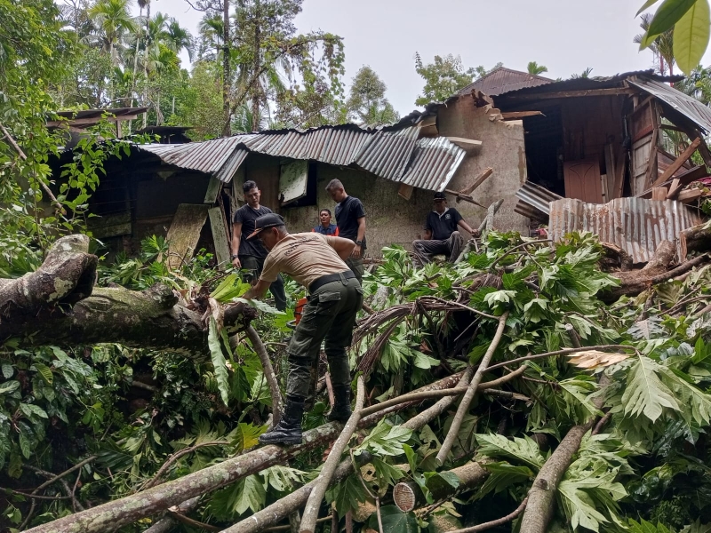 Akibat Hujan dan Angin Kencang 3 Titik Pohon Tumbang di Kota Padang
