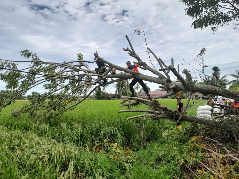 Pohon Kedondong Tumbang Menghambat Akses Jalan Serta Menimpa Persawahan