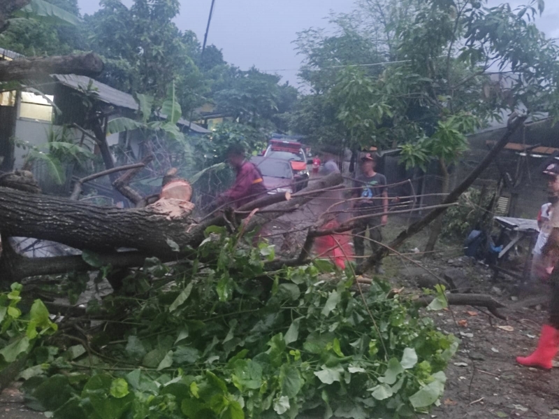 Akibat Hujan dan Angin Kencang 3 Titik Pohon Tumbang Terjadi di Kota Padang