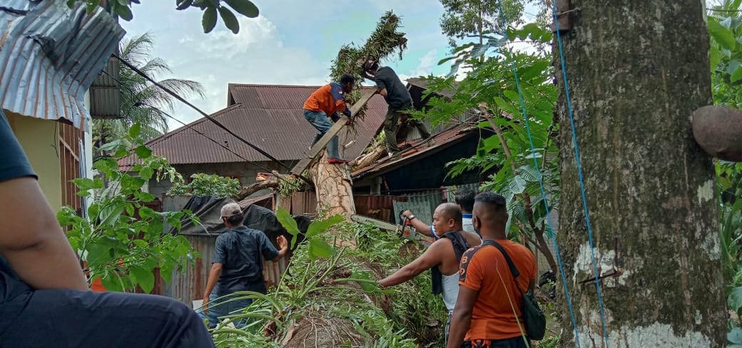 Akibat Hujan Dan Angin Kencang 2 Unit Rumah dihantam Pohon Tumbang
