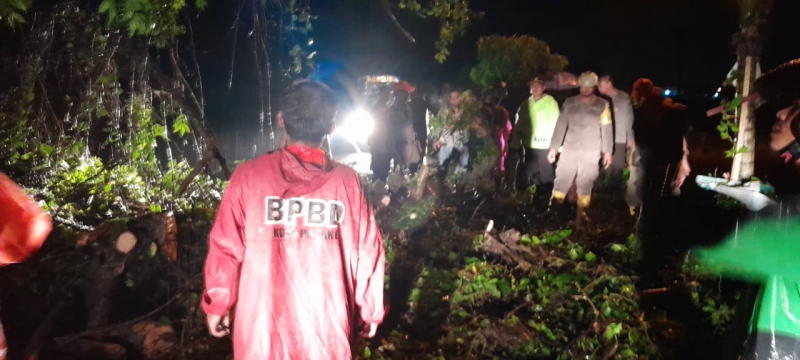 Pohon Tumbang Menghambat Akses Jalan Akibat Hujan Yang Terjadi di Kota Padang