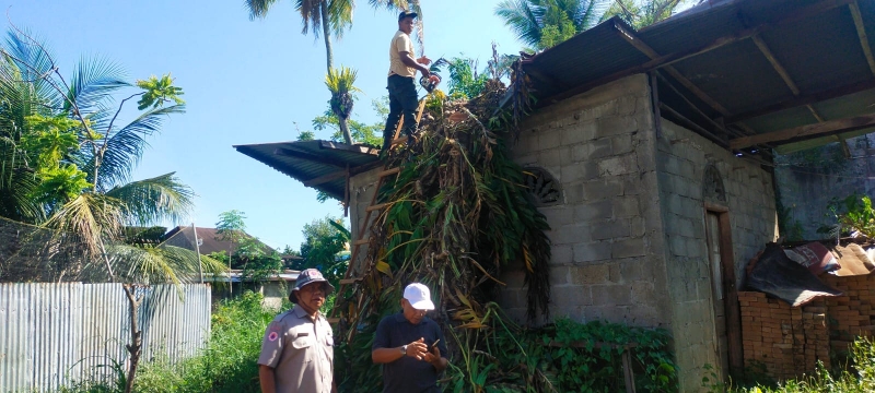 1 Unit Rumah Warga Tertimpa Pohon Kelapa