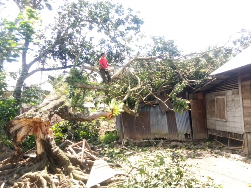 Akibat Angin Kencang Pada Pagi Hari Sejumlah Pohon Tumbang di Kota Padang