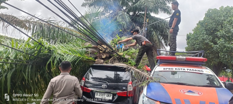 Pohon Sawit Tumbang Timpa Mobil di TPU Tunggul Hitam