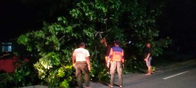 Pohon Tumbang Hambat Jalan dan Timpa Kabel Listrik di Lubuk Minturun