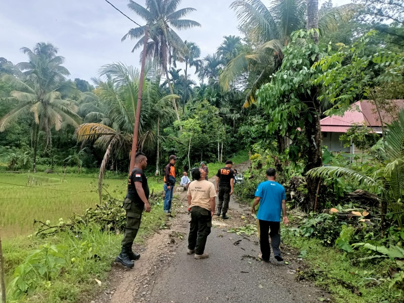 Hujan Disertai Angin Kencang Sebabkan Pohon Tumbang di Beberapa Lokasi di Kota Padang