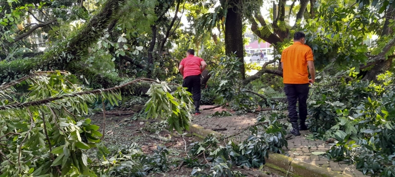 Cuaca Ekstrim Di Kota Padang Pusdalops PB BPBD Kota Padang Mencatat 3 Titik Pohon Tumbang