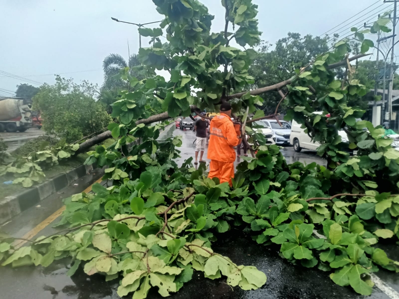 Hujan Deras dan Angin Kencang Mengakibatkan 29 Titik Pohon Tumbang di Kota Padang