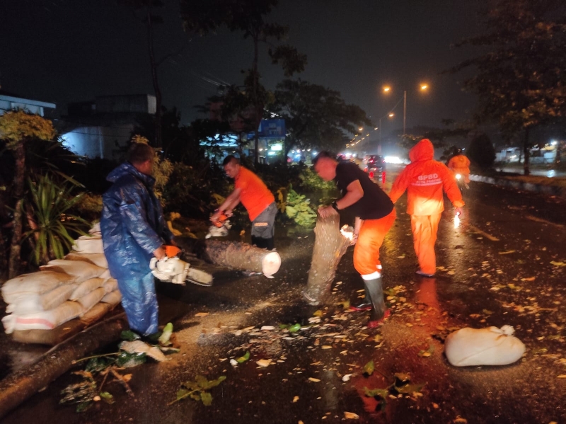 Menjelang tahun baru BPBD Kota Padang Menerima informasi Pohon Tumbang