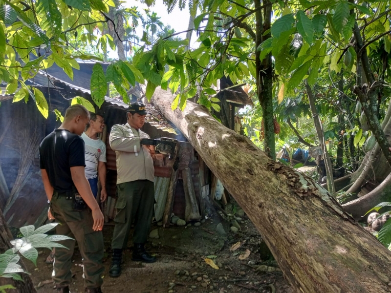 Di Guyur Hujan Deras di Sertai Angin Kencang, Pohon Tumbang Menimpa Satu Unit arumah Warga di Kuranj