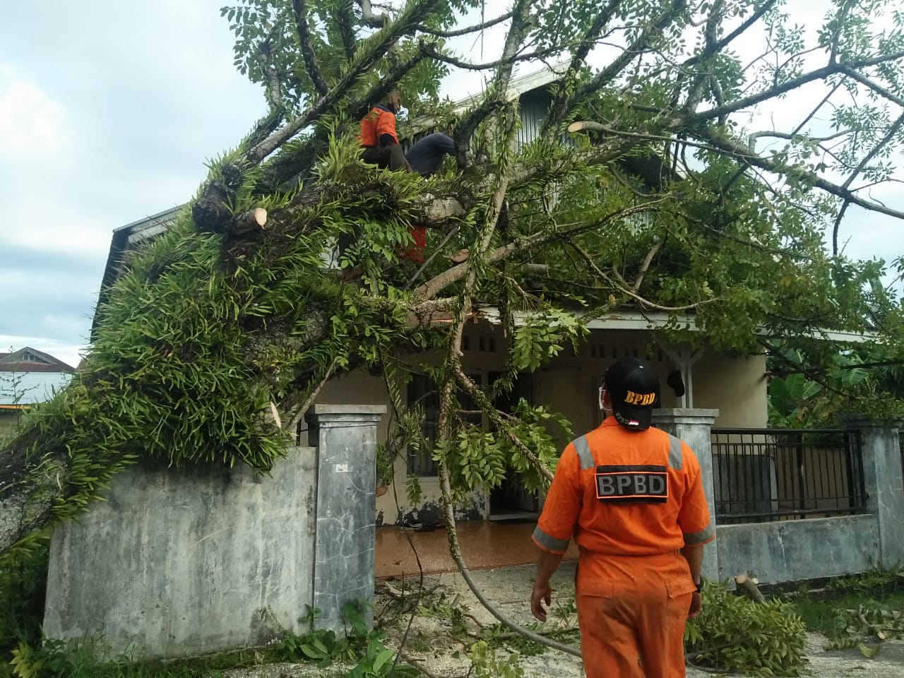 Akibat Angin Kencang 3 Titik Pohon Tumbang Terjadi di Kota Padang