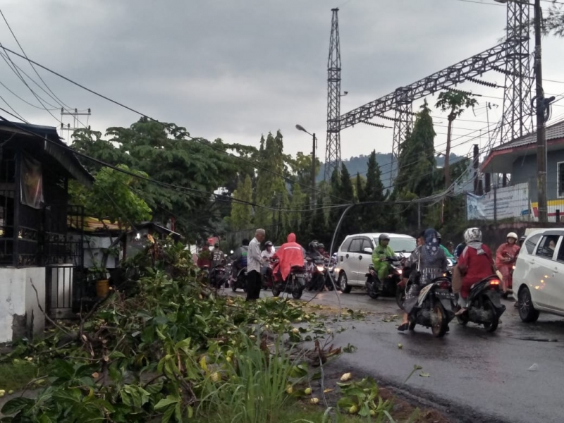 Akibat Hujan dan Angin Kencang 2 Pohon Tumbang di Kota Padang