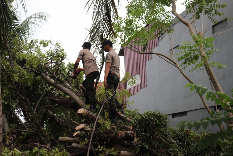 5 Titik Pohon Tumbang Terjadi di Kota Padang Akibat Hujan dan Angin Kencang