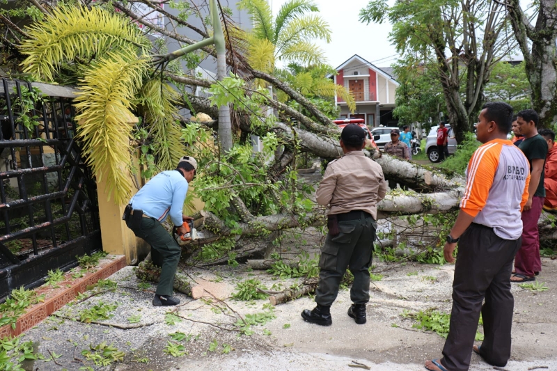 Akibat Hujan dan Angin Kencang di Kota Padang 23 Titik Pohon Tumbang dan 3 Titik Atap Rumah Terbang