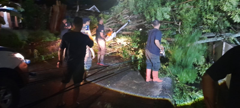 Hujan dan Angin Kencang Sebabkan Pohon Tumbang di Beberapa Lokasi di Padang