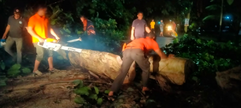 Pohon Tumbang Hambat Akses Jalan di Rimbo Tarok Kelurahan Gunuang Sariak