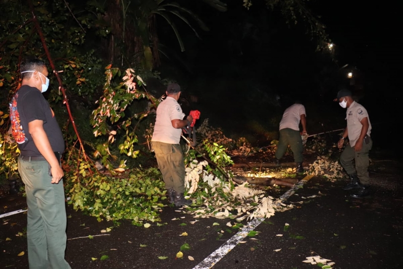 Pohon Tumbang Menghambat Akses Jalan Masyarakat Menuju Bungus