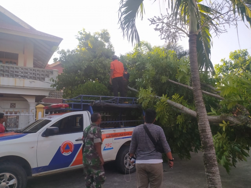 Selama 2 hari Ada 6 titik Lokasi Pohon Tumbang di Kota Padang Akibat Hujan dan Angin Kencang